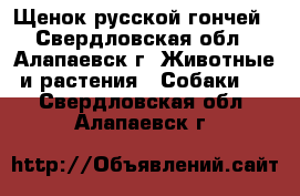 Щенок русской гончей - Свердловская обл., Алапаевск г. Животные и растения » Собаки   . Свердловская обл.,Алапаевск г.